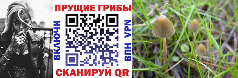 Купить где  Черемхово  Галлюциногенные грибы прущие грибы 